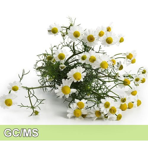Chamomile Roman-羅馬洋甘菊